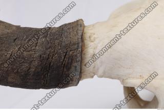 skull antler 0039